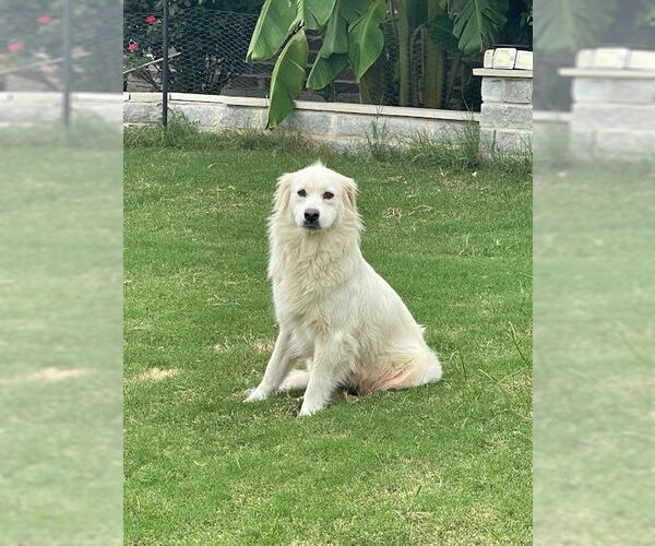 Medium Photo #2 Great Pyrenees Puppy For Sale in Spring, TX, USA