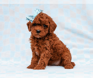 Cavapoo-Poodle (Toy) Mix Puppy for sale in LIBERTY, KY, USA