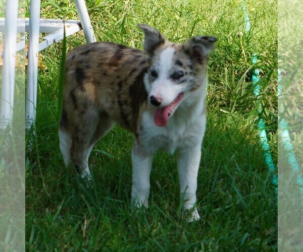Medium Photo #1 Border Collie Puppy For Sale in DOUGLASS, KS, USA