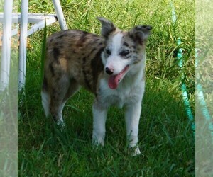 Border Collie Puppy for sale in DOUGLASS, KS, USA