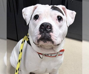 American Bulldog Dogs for adoption in Ames, IA, USA
