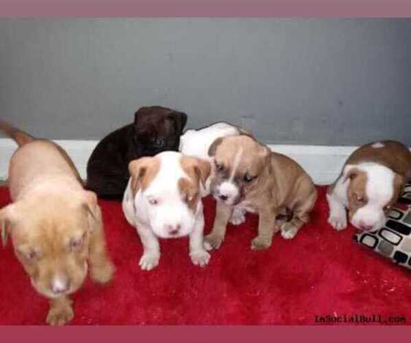 Medium Photo #1 American Bulldog Puppy For Sale in EAST CHICAGO, IN, USA