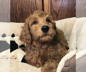 Goldendoodle Puppy for sale in SHAWNEE, OK, USA
