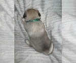 Small Photo #6 Pug Puppy For Sale in MINERAL RIDGE, OH, USA