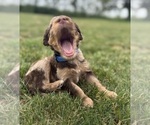 Small #3 Goldendoodle