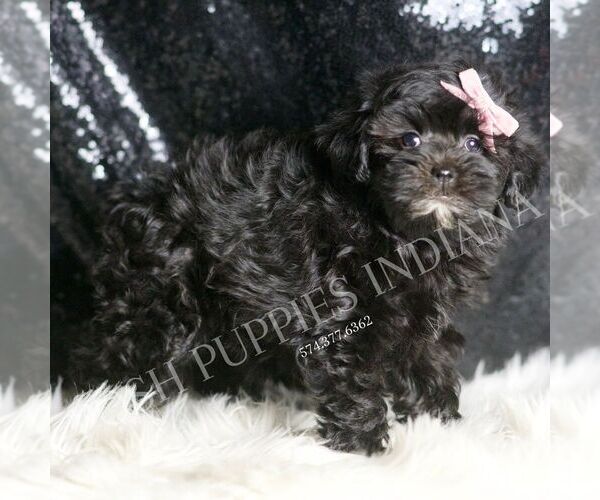 Medium Photo #3 Maltipoo (Miniature) Puppy For Sale in WARSAW, IN, USA