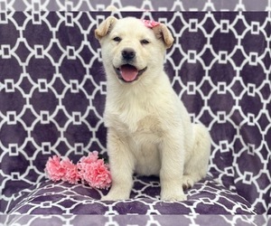 German Shepherd Dog-Unknown Mix Puppy for sale in LAKELAND, FL, USA