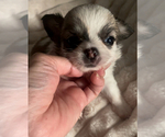 Small #3 Chihuahua
