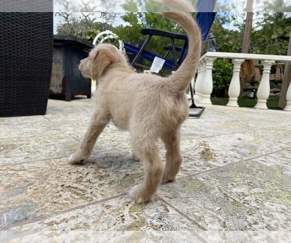 Medium Photo #3 Labradoodle Puppy For Sale in FORT LAUDERDALE, FL, USA
