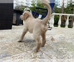 Small #2 Labradoodle