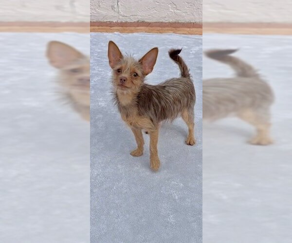 Medium Photo #2 Mutt Puppy For Sale in Weston, FL, USA
