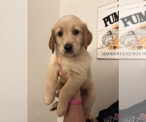 Golden Retriever Puppy for sale in HUTCHINSON, KS, USA