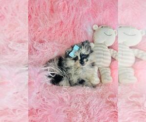 Medium Pomeranian