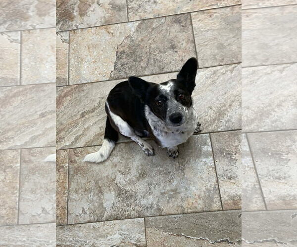 Medium Photo #2 Mutt Puppy For Sale in New London, WI, USA