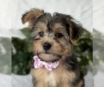 Small #21 Morkie
