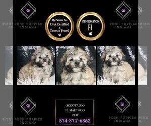 Maltipoo Puppy for sale in WARSAW, IN, USA
