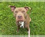 Small #3 American Pit Bull Terrier Mix