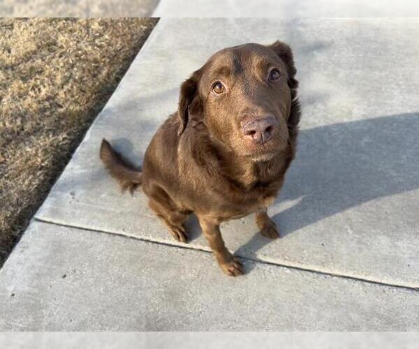 Medium Photo #3 Labrador Retriever-Unknown Mix Puppy For Sale in Grand Prairie, TX, USA