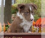 Small Photo #4 Collie Puppy For Sale in PAXINOS, PA, USA