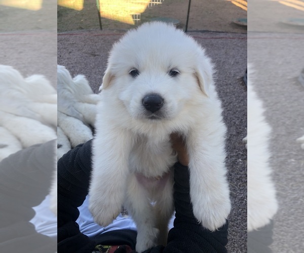 Medium Photo #10 Great Pyrenees Puppy For Sale in WOODLAND PARK, CO, USA