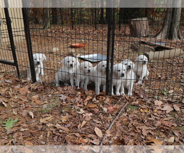 Medium Photo #1 Labrador Retriever Puppy For Sale in TRAFALGAR, IN, USA