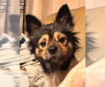 Millie (AL) - Female Chihuahua-Unknown Mix Dog for Adoption - Small photo
