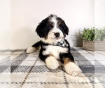 Small #2 Bernedoodle (Miniature)