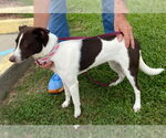 Small #1 Rat Terrier Mix
