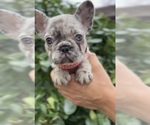 Small #4 French Bulldog