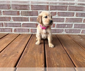 Golden Retriever Puppy for sale in KINGSPORT, TN, USA