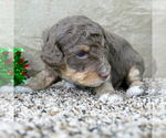 Small Photo #3 Bernedoodle Puppy For Sale in ROY, UT, USA