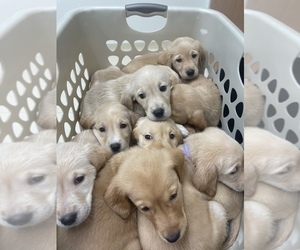 Golden Labrador Puppy for sale in MASON, OH, USA