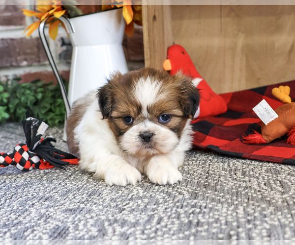 Medium Photo #4 Shih Tzu Puppy For Sale in SYRACUSE, IN, USA