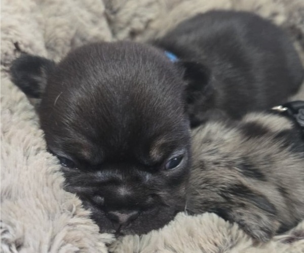 Medium Photo #5 French Bulldog Puppy For Sale in OSWEGO, IL, USA