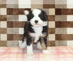 Small #1 Bernedoodle (Miniature)