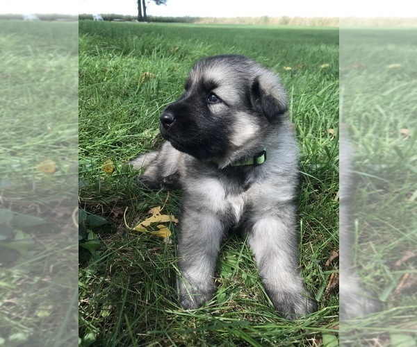 Medium Photo #25 German Shepherd Dog Puppy For Sale in APLINGTON, IA, USA