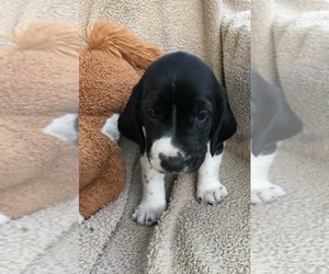 Basset Hound Puppy for sale in BENNINGTON, OK, USA