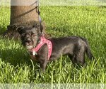 Small #3 Cairn Terrier Mix