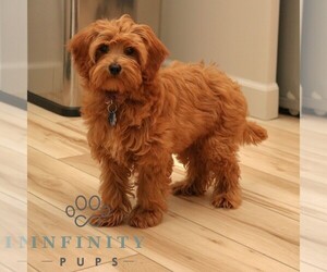 Cavapoo Puppy for sale in NEW HOLLAND, PA, USA