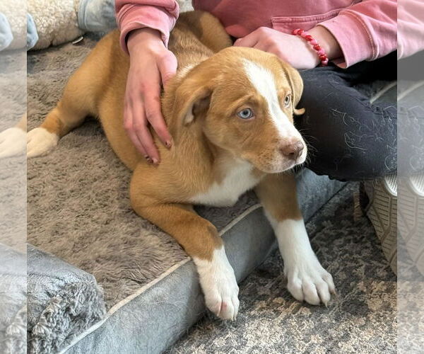 Medium Photo #1 Labsky Puppy For Sale in Mechanicsburg, PA, USA