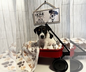 Jack Russell Terrier Puppy for sale in CROSS JUNCTION, VA, USA