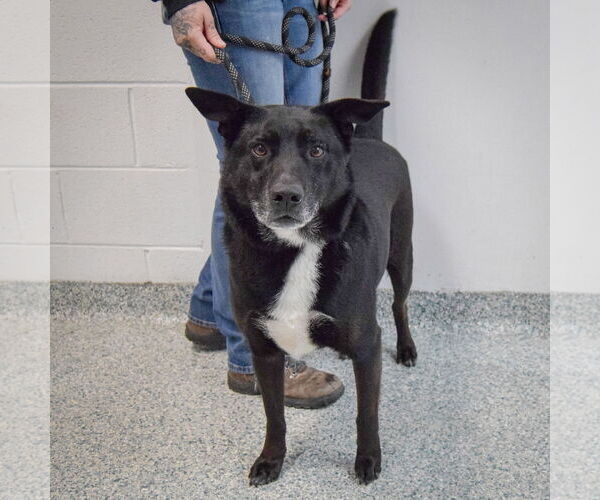 Medium Photo #2 Gerberian Shepsky Puppy For Sale in Huntley, IL, USA