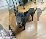 Small #3 German Shepherd Dog-Great Dane Mix
