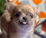 Small #19 Chihuahua