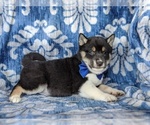 Small Photo #5 Shiba Inu Puppy For Sale in PEACH BOTTOM, PA, USA