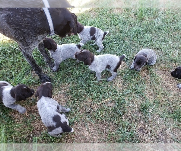 Medium Photo #8 German Wirehaired Pointer Puppy For Sale in HARPSTER, ID, USA