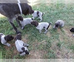 Small #7 German Wirehaired Pointer