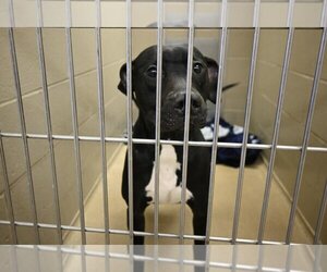 American Pit Bull Terrier-Unknown Mix Dogs for adoption in Decatur, IL, USA