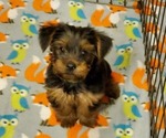 Small Photo #1 Yorkshire Terrier Puppy For Sale in LEXINGTON, GA, USA
