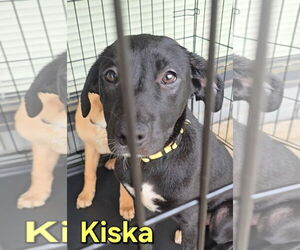 Huskies -Labrador Retriever Mix Dogs for adoption in McDonough, GA, USA